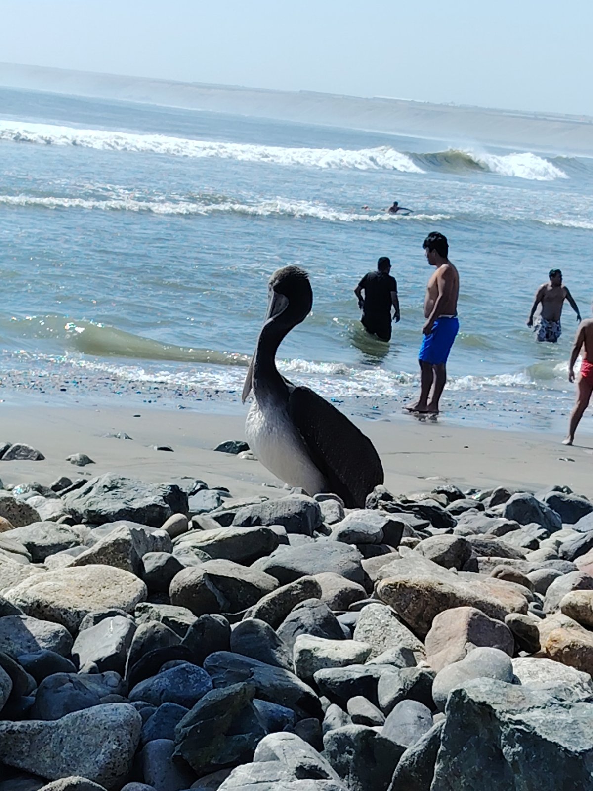 Pelican observed on rocks at Huanchaco beach among visitors