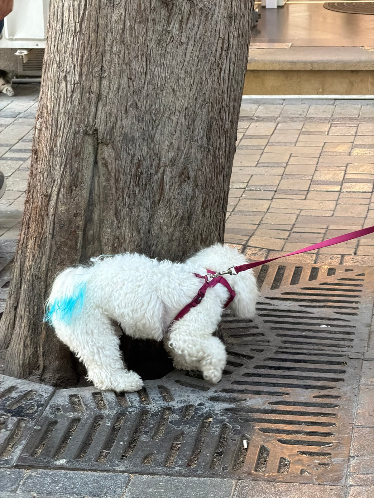 Afternoon street life in Baku's Sabail district, July 2026
