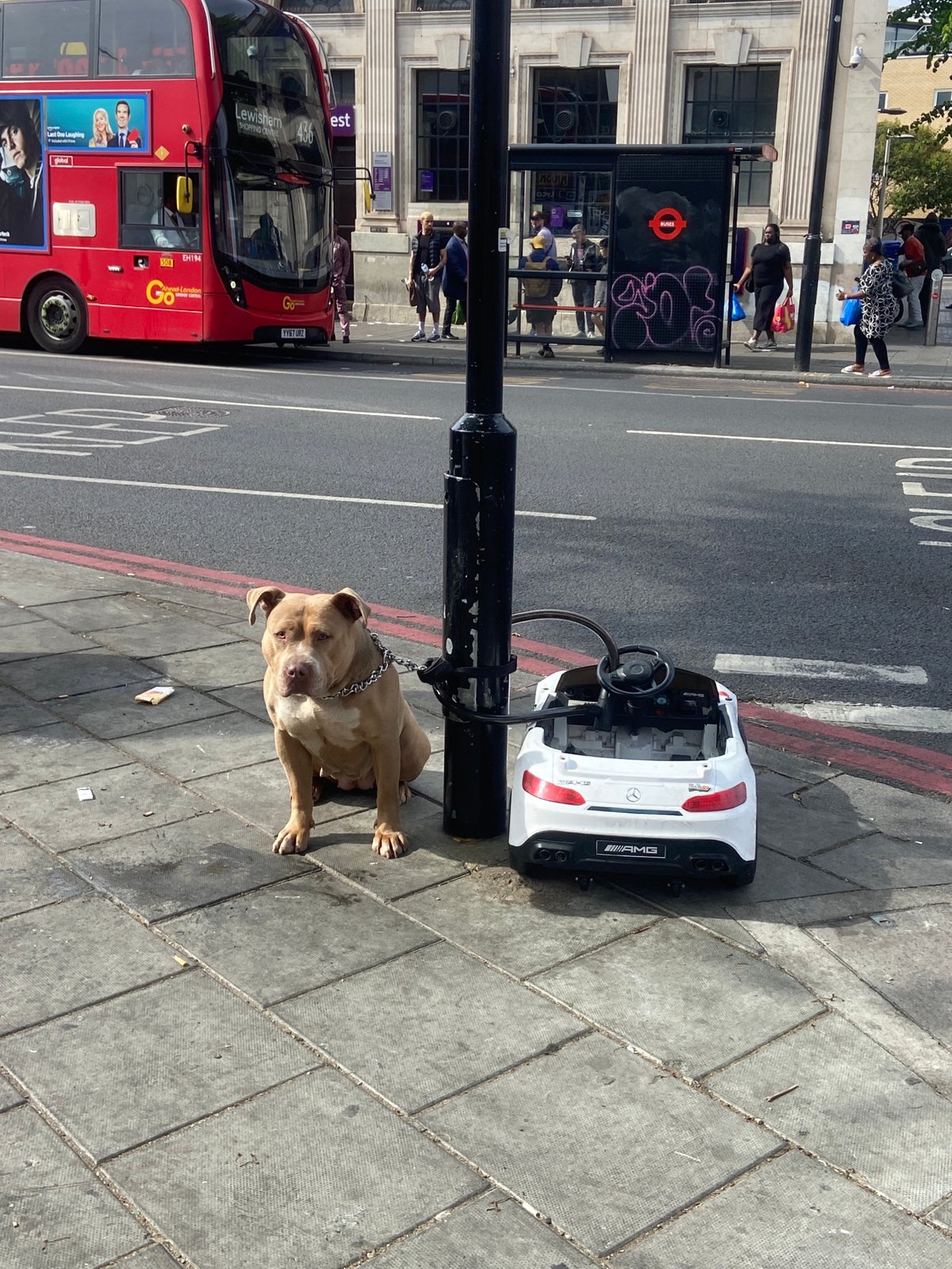 Dog tied to lamppost on London sidewalk