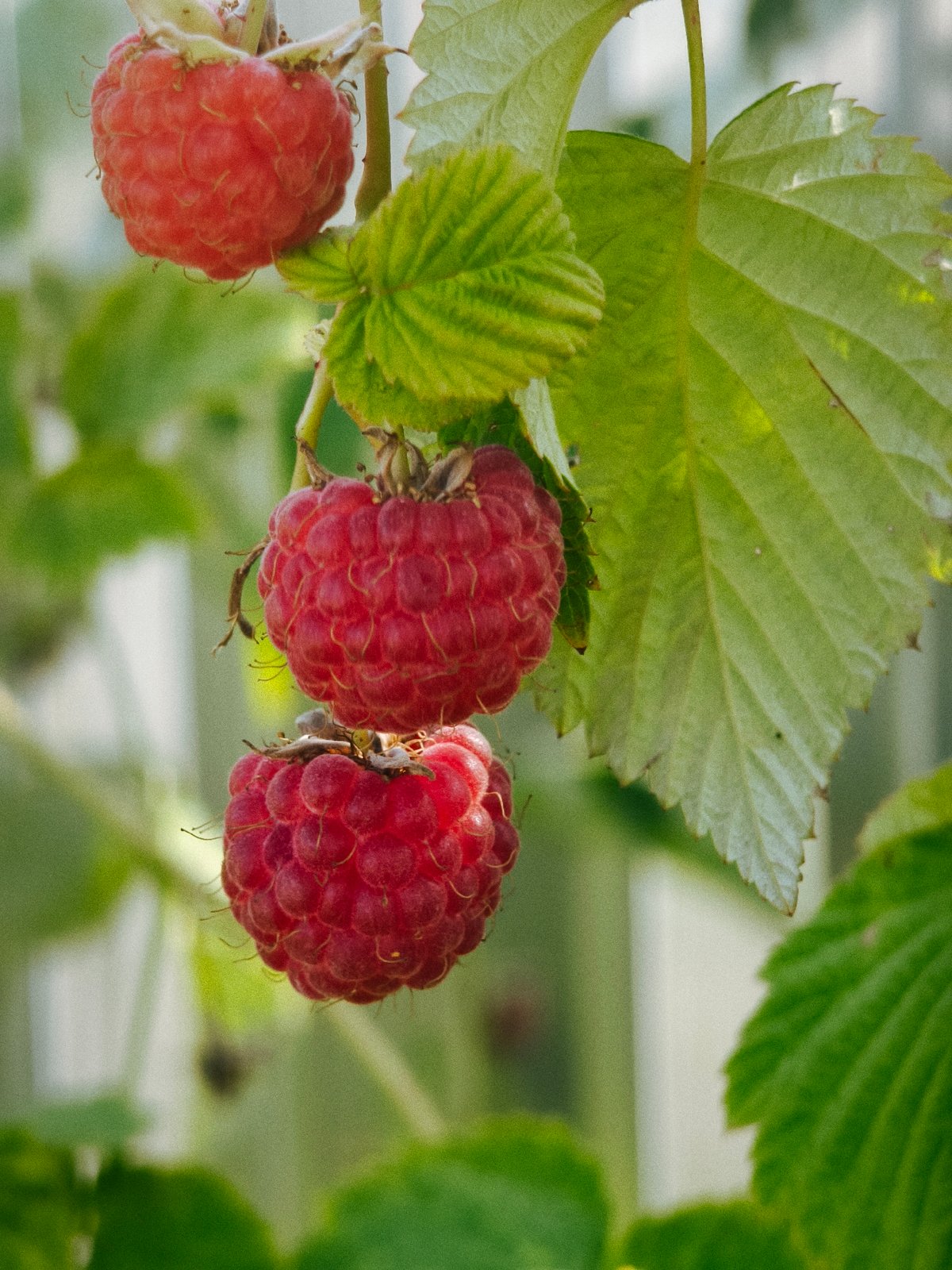 Summer garden in Chaikovsky: berries, tomatoes, and blooms