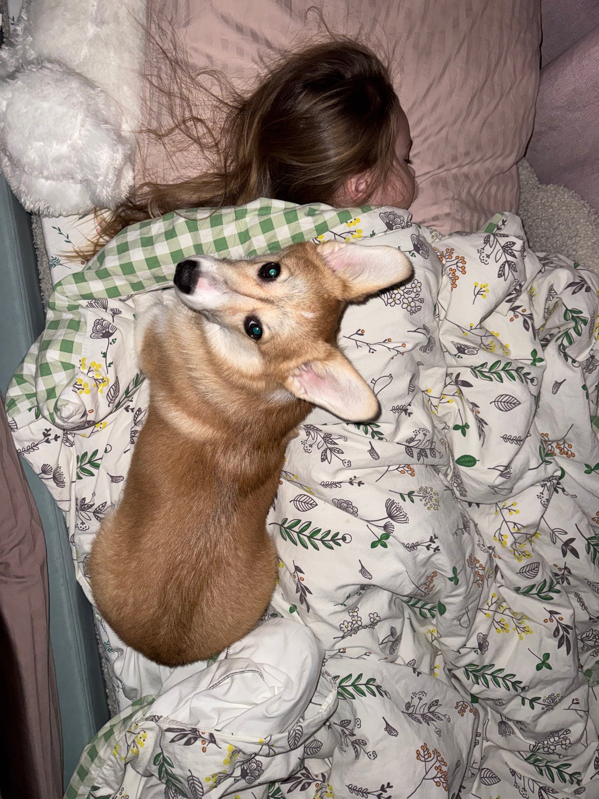 Corgi puppy plays with orange fruit in Russian home