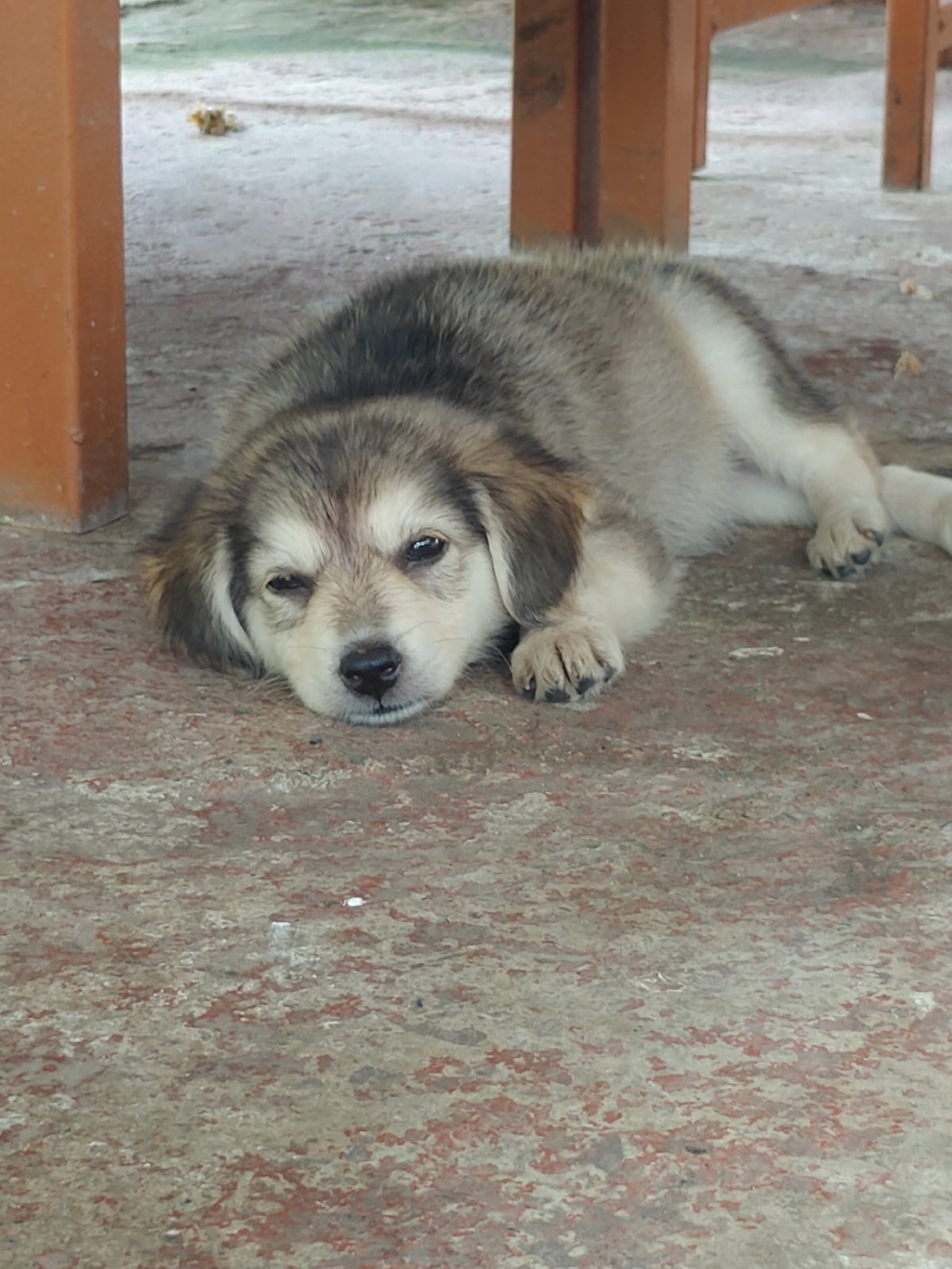 Lazy lakeside morning in Pokhara — murals, dogs, and water views
