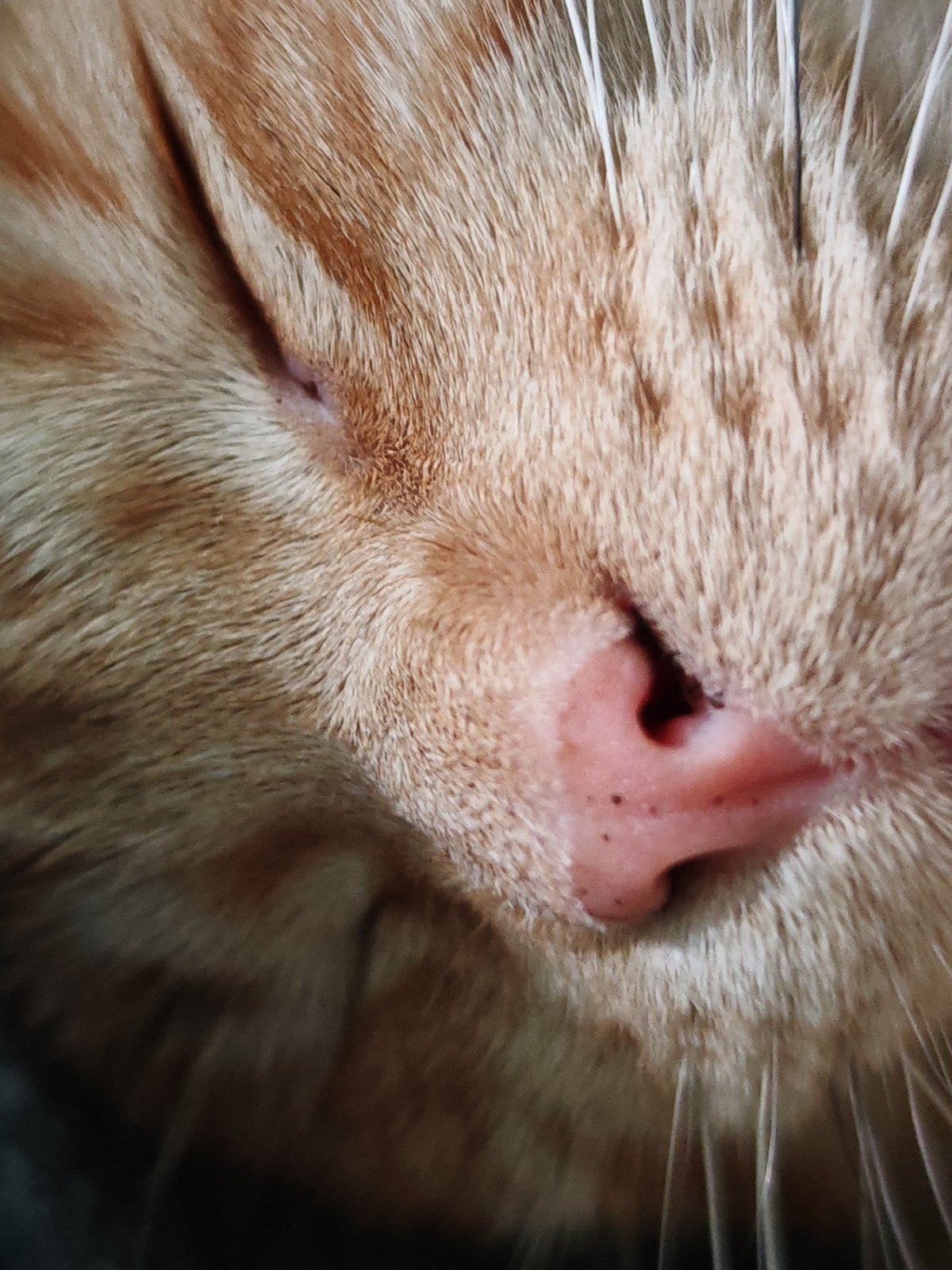 Orange tabby cat napping, shot up close in Saint Petersburg