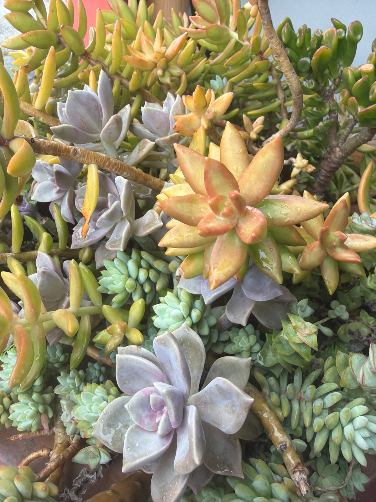 Morning visit to Vietnamese plant nursery with dog companion