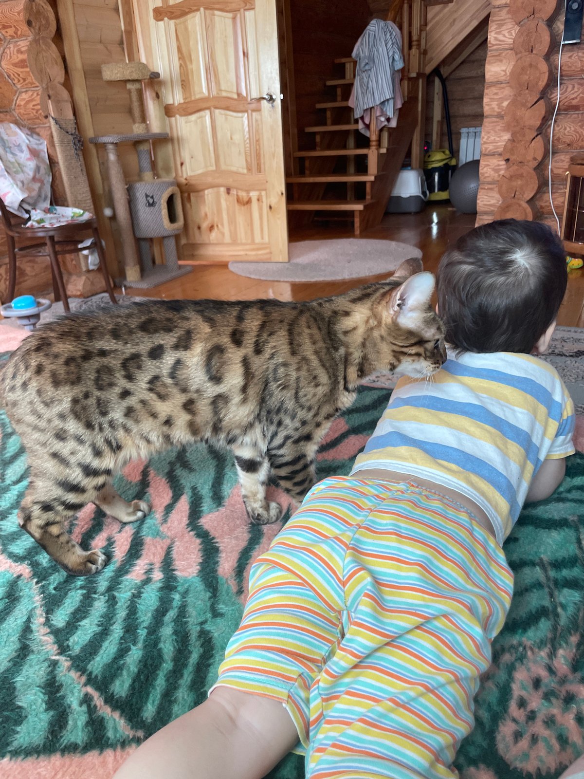 Morning domestic life: child plays with cat, toy register