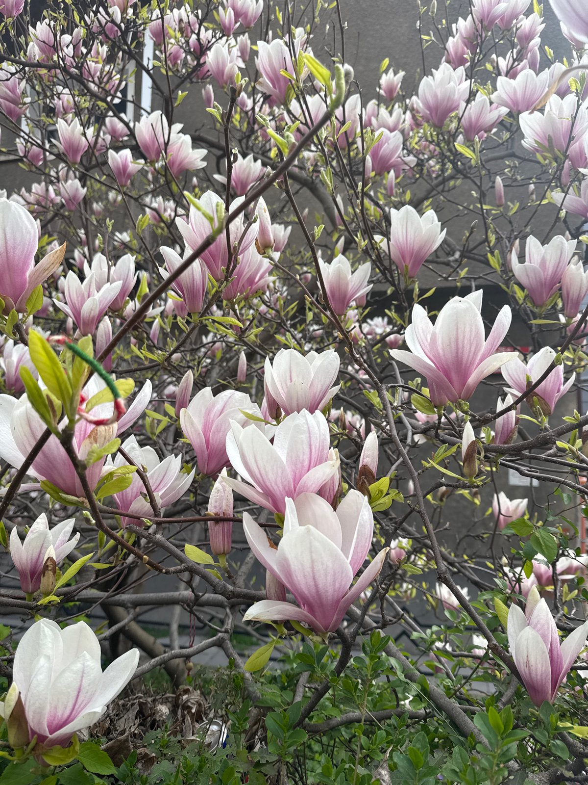 Magnolia tree blooms with pink-white flowers in Sofia