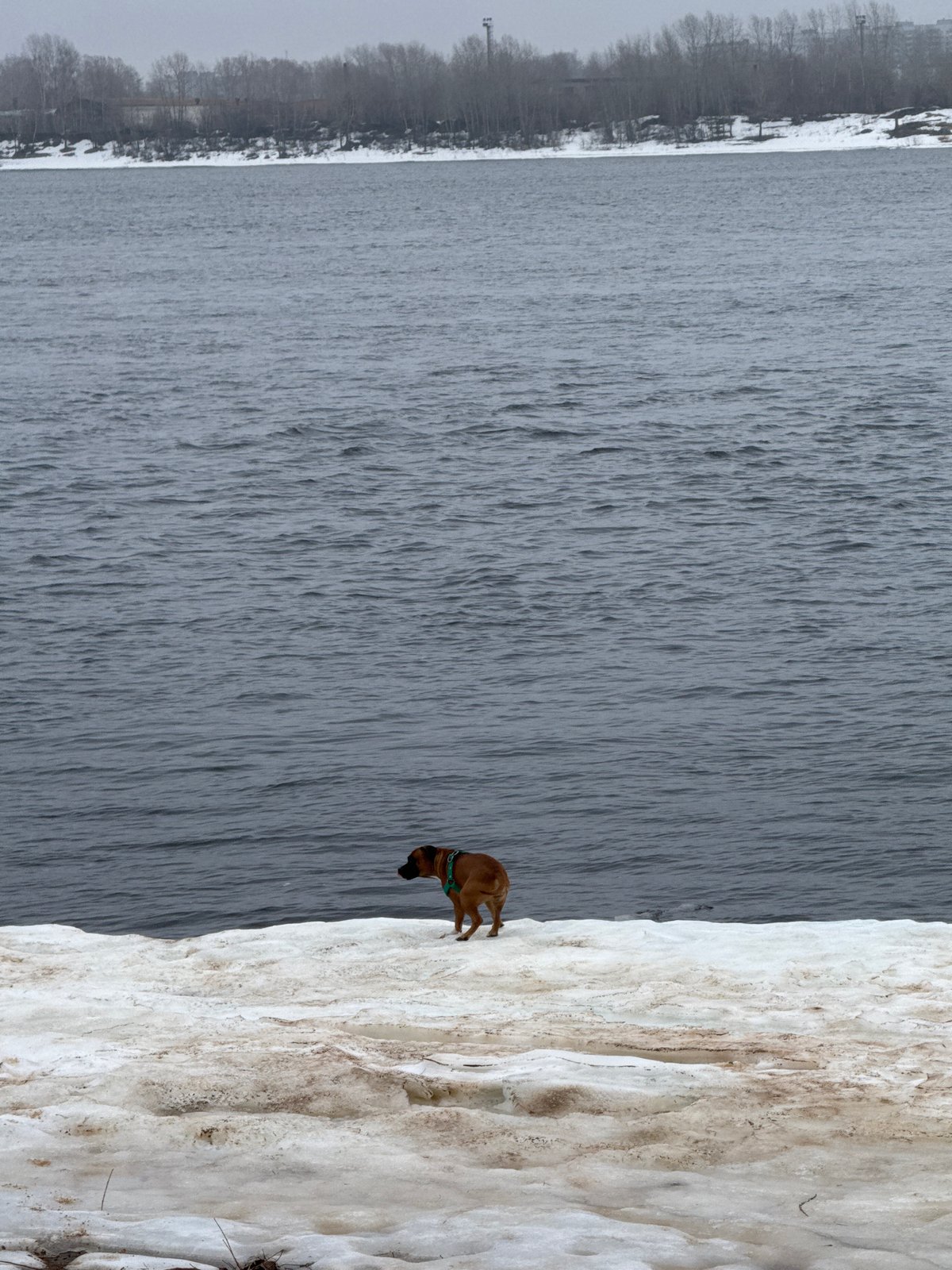 Family fishing trip with dog captured along snowy Russian riverbank