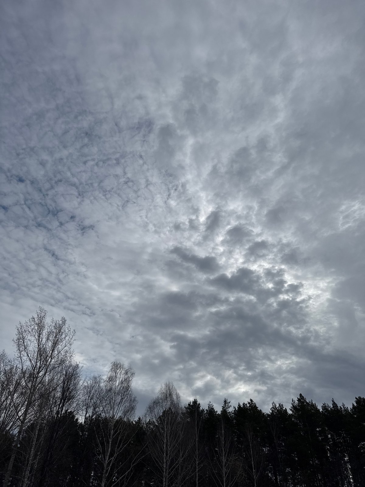 Cloudy morning sky observed above forest canopy