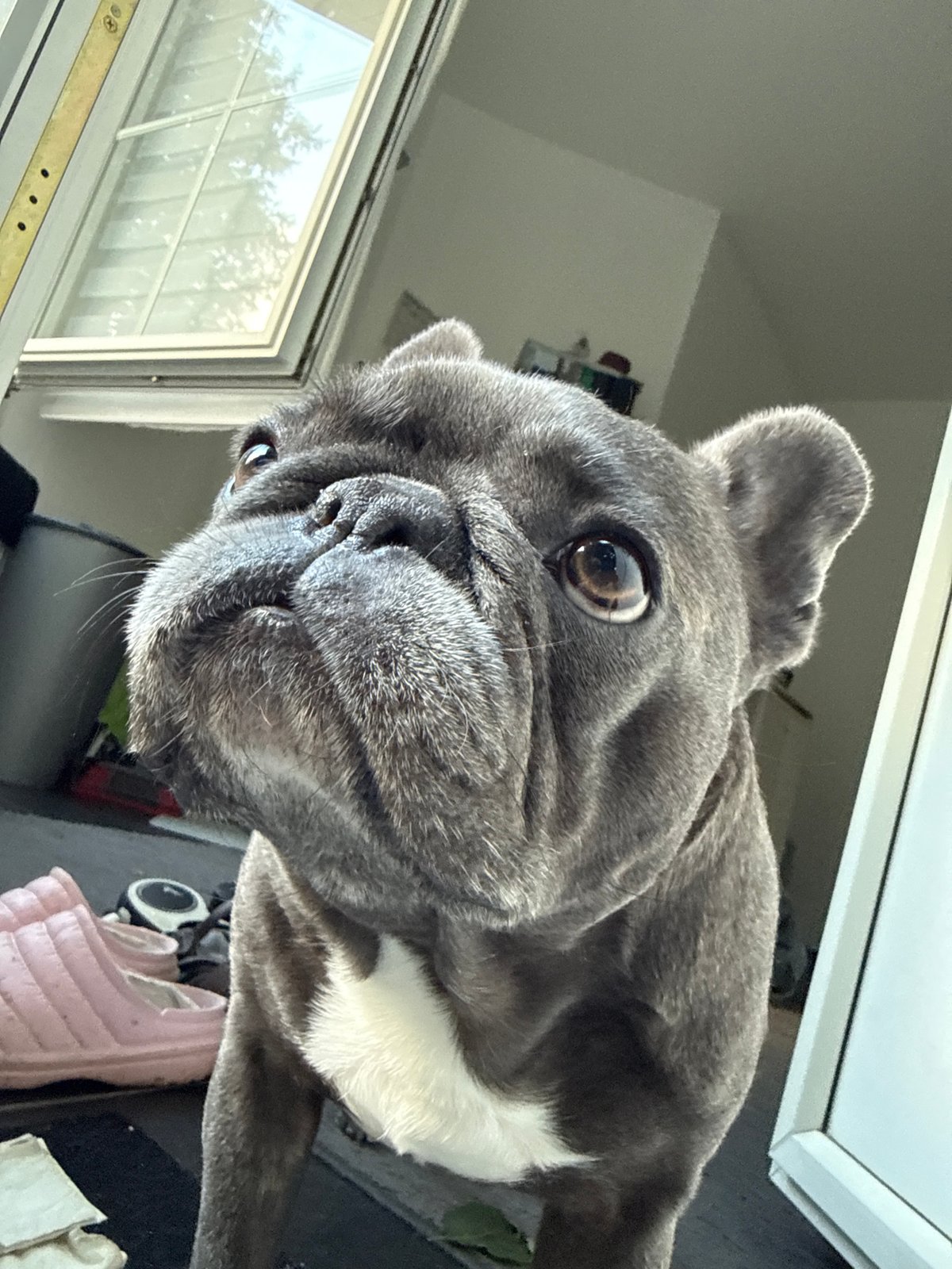 French Bulldog morning in Bad Sachsa, coffee and hydrangeas included