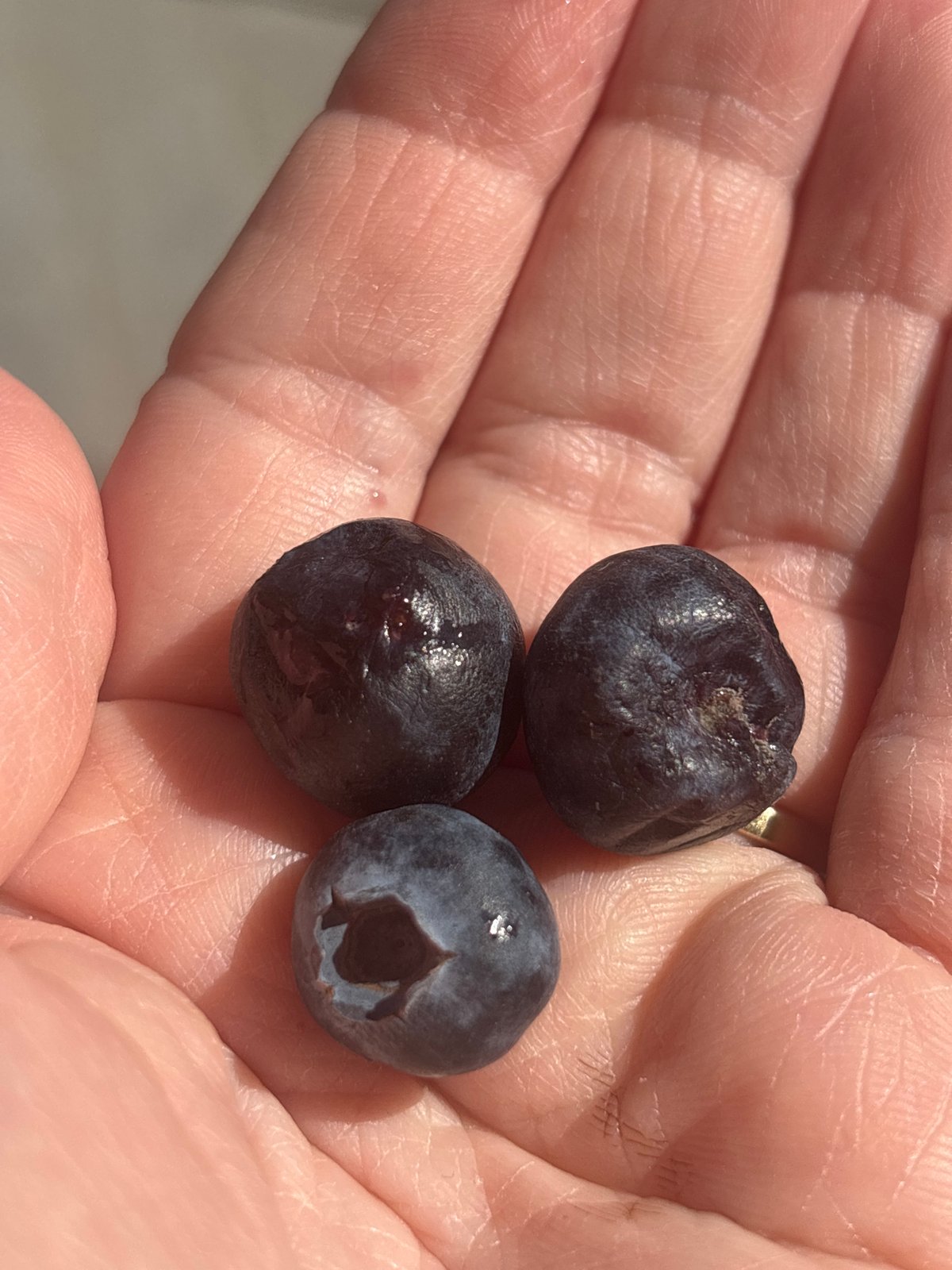 Sofia resident documents blueberries, medical center visit, store display