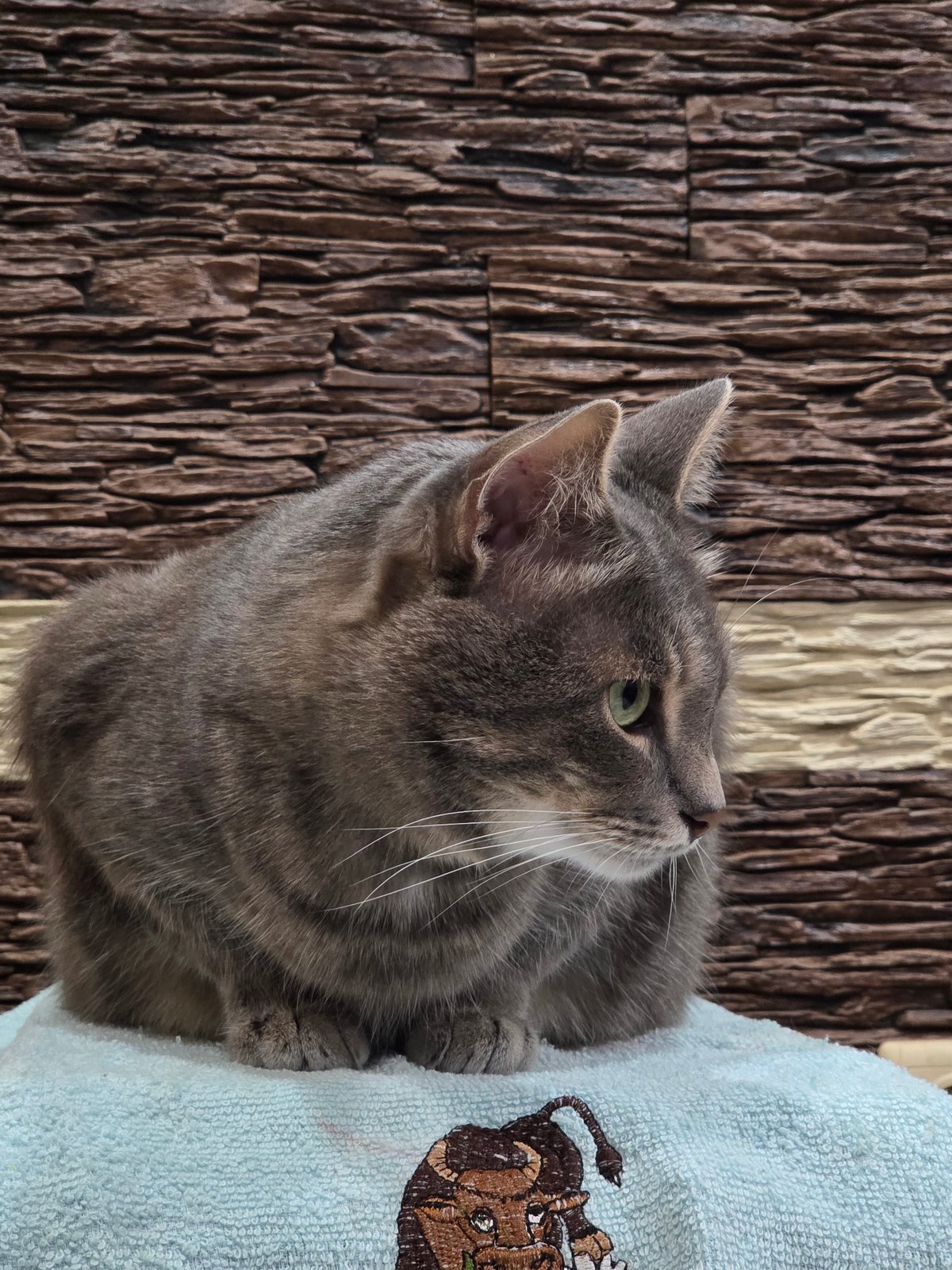 Grey tabby cat documented through evening activities and twilight observations