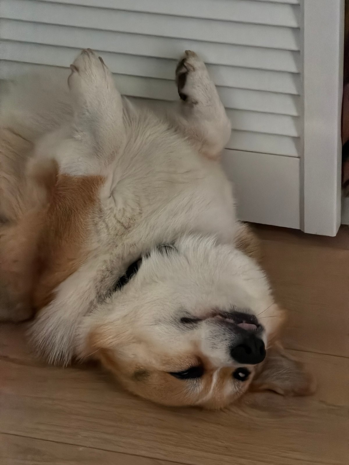 Corgi goes full belly-up on a wooden floor at home