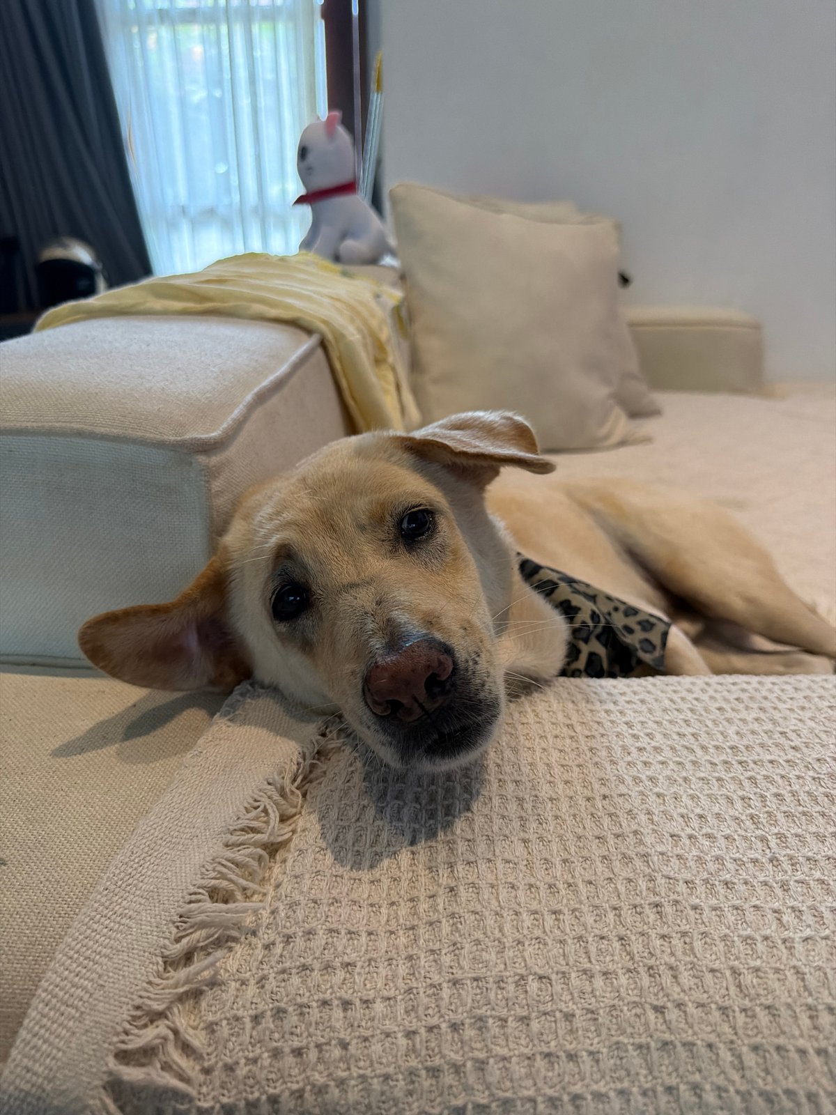 Dogs and a toddler at home in North Kuta, Bali