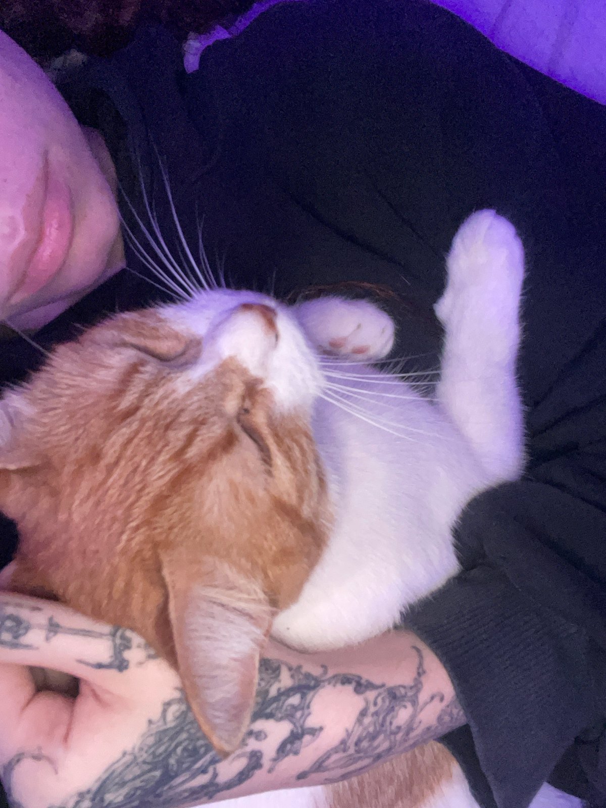 Person with tattooed arms holds orange cat in Buenos Aires