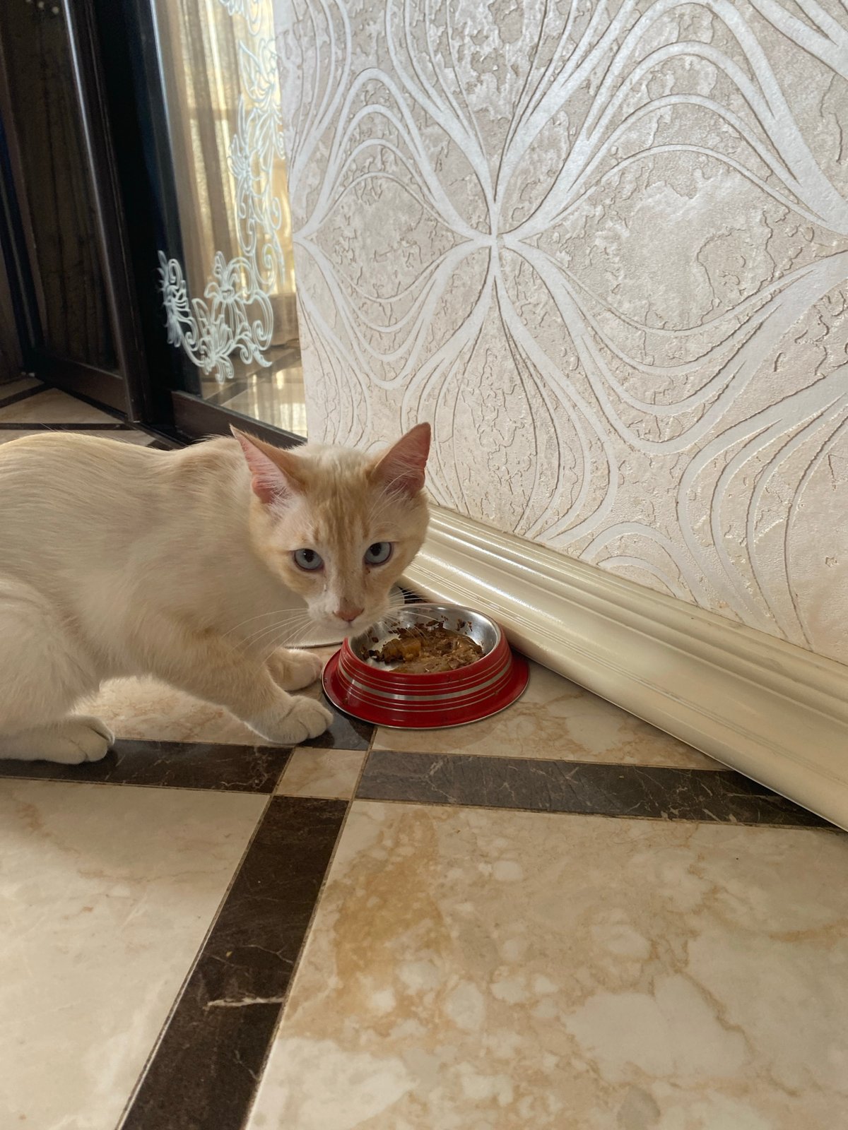 Domestic moments with cat captured in Sochi home