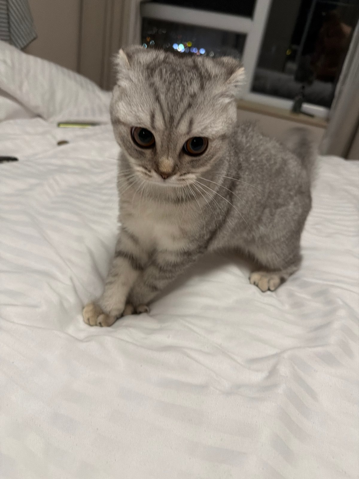 Scottish Fold cat spotted resting on white bedspread indoors