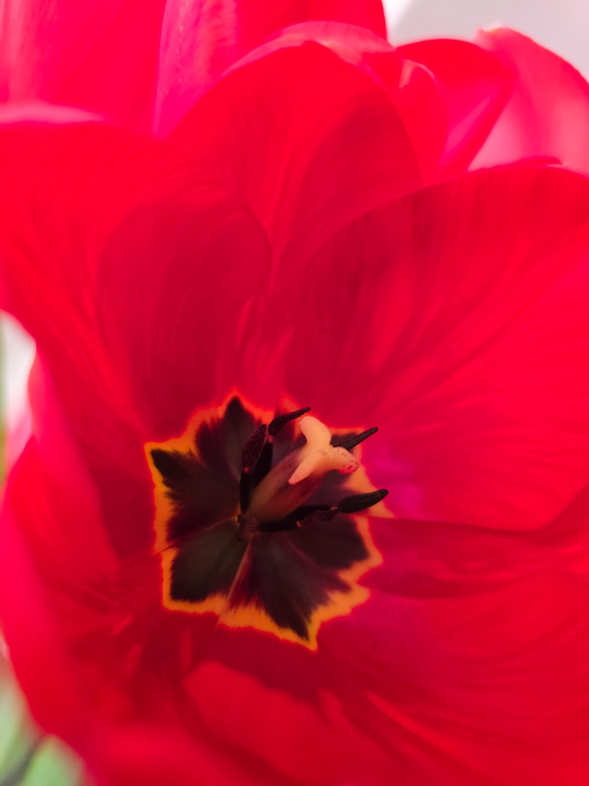 Easter preparations documented across Varna, Bulgaria homes