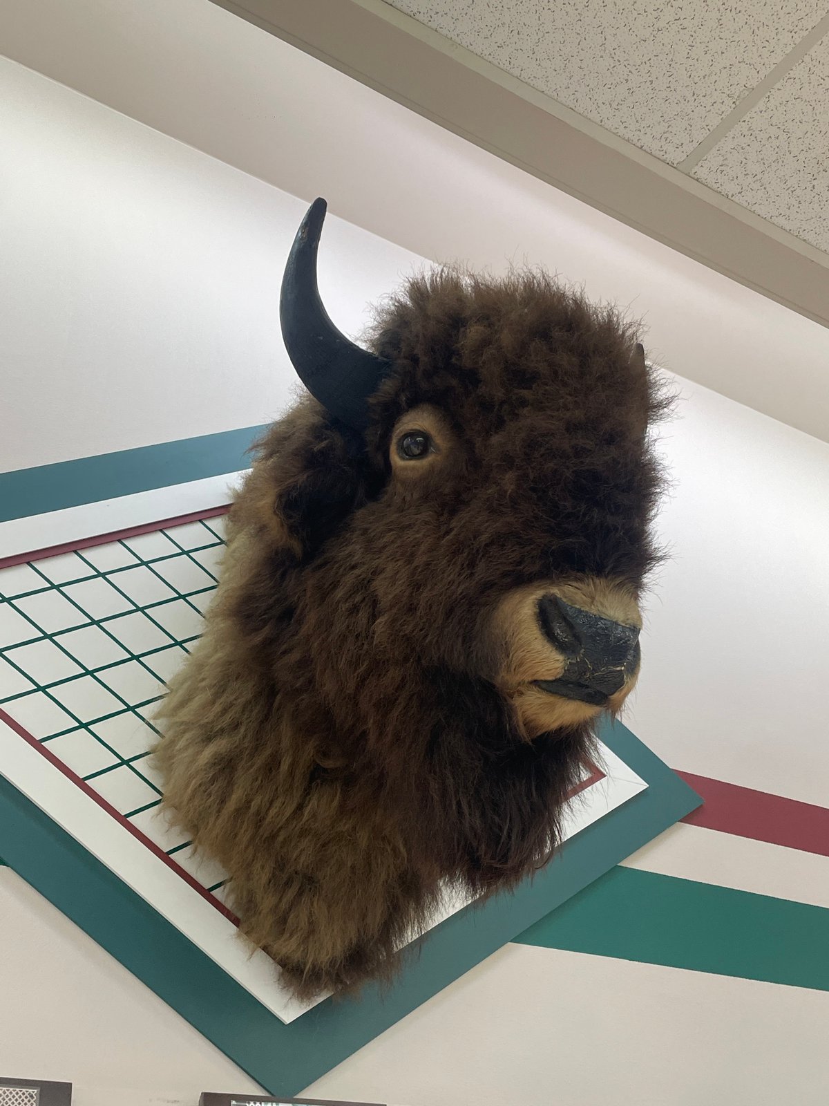 Taxidermied bison head spotted mounted on Charlevoix wall