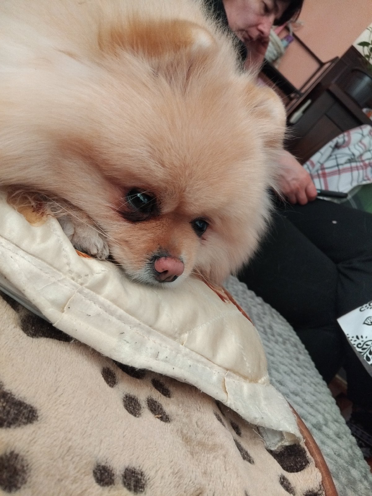 Pomeranian dog's afternoon nap documented in Apriltsi, Bulgaria