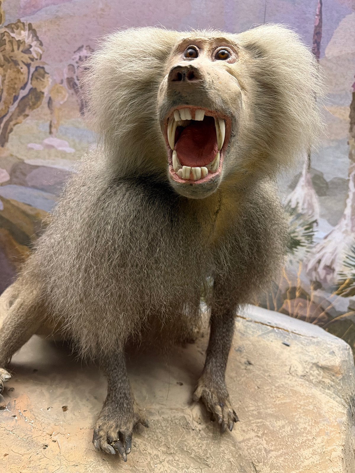 Taxidermied baboons and a bearded vulture on display