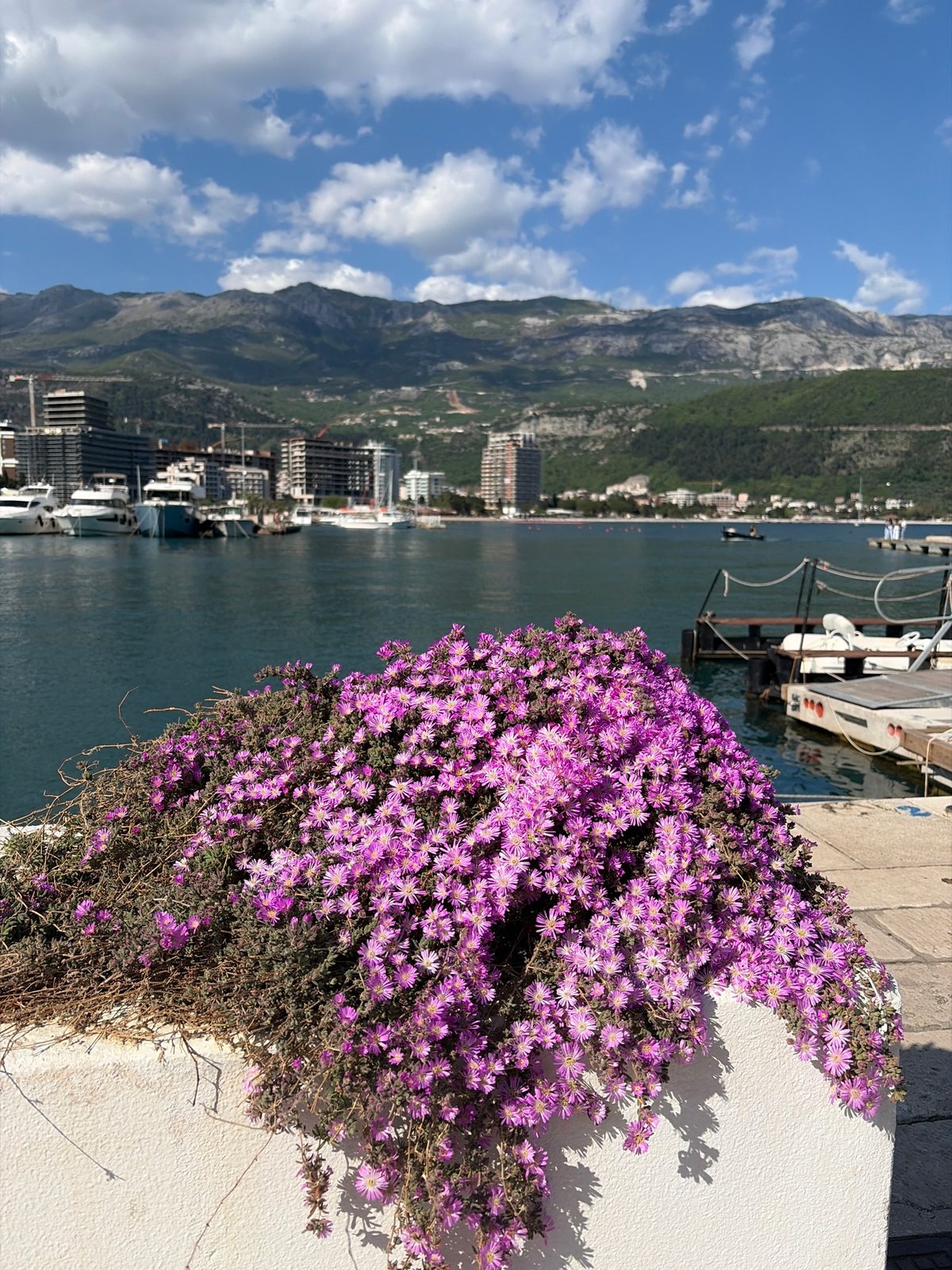 Purple flowers bloom over coastal wall in Budva