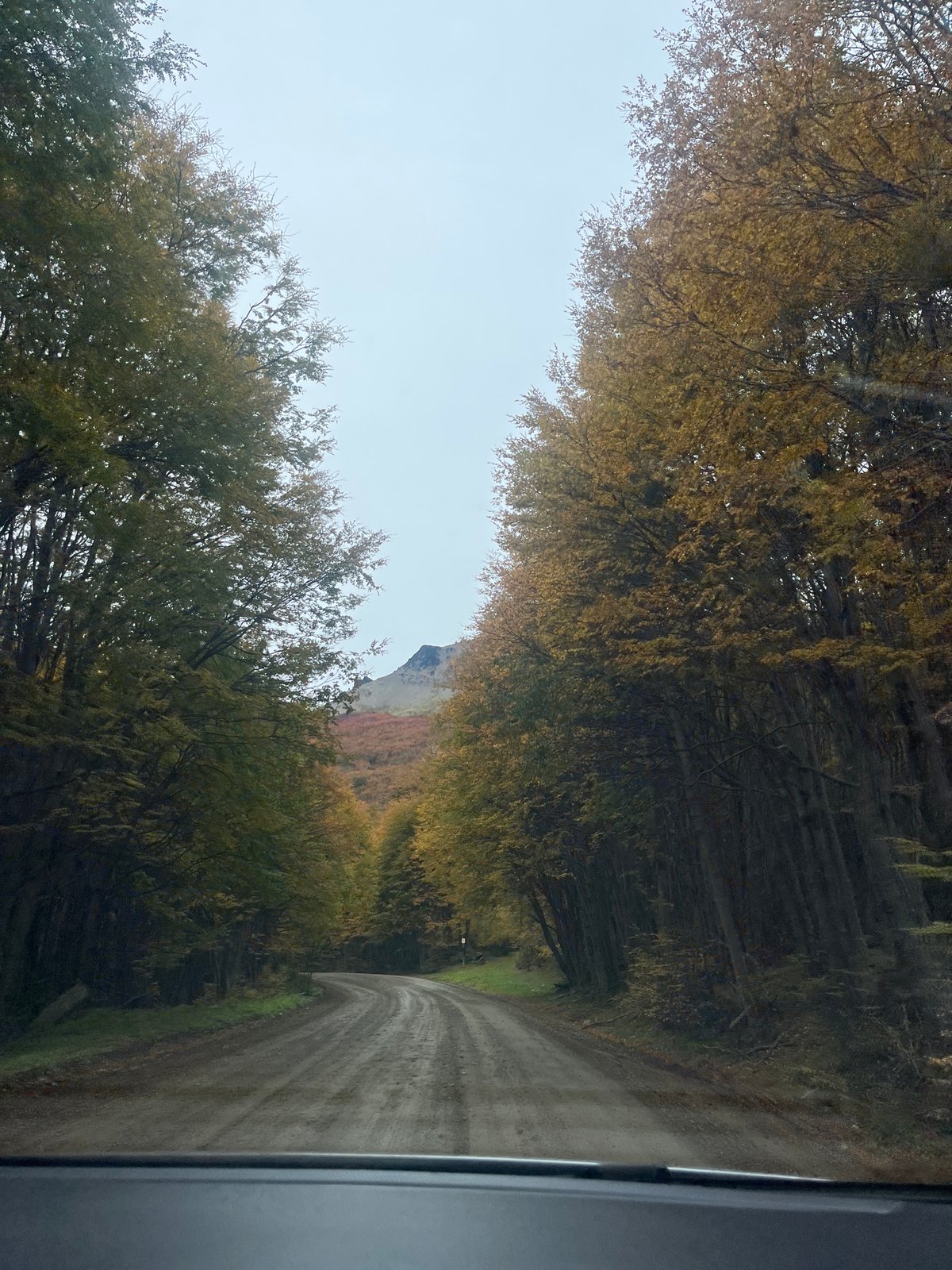 Vehicle traveler documents autumn tree-lined dirt road in Argentina