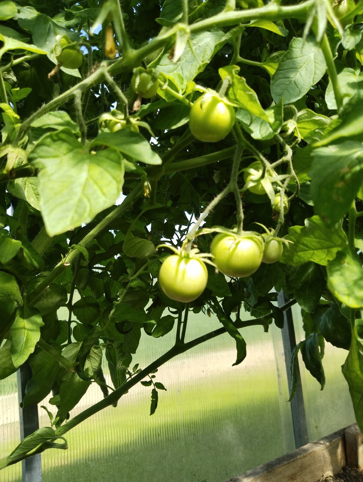 Greenhouse vegetables growing in rural Russia, midsummer