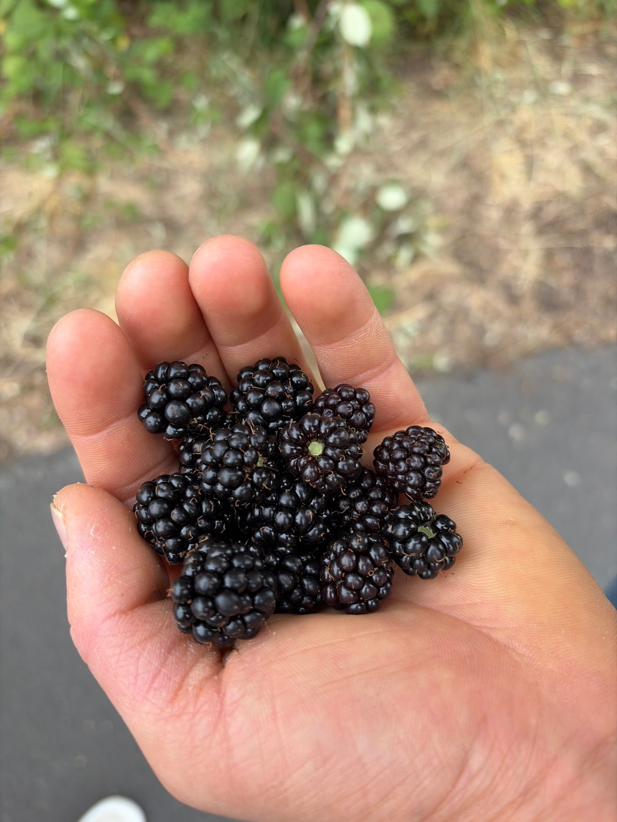 Roadside finds: toys, blackberries, and rural farmland