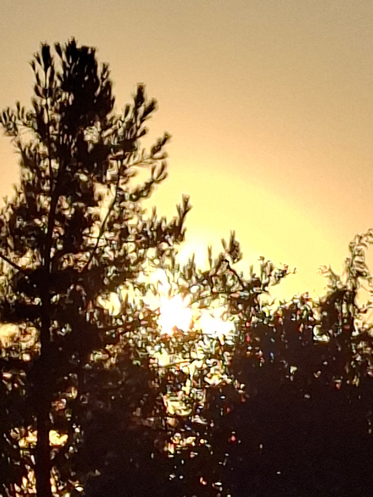 Summer sunrise in Tashkent — birds, plums, and golden light