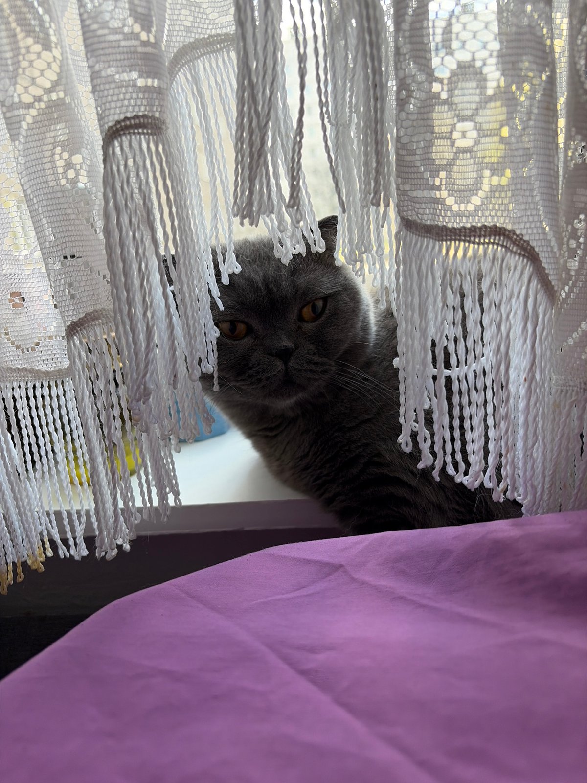 Gray cat observed at window in Dubrovo, Russia