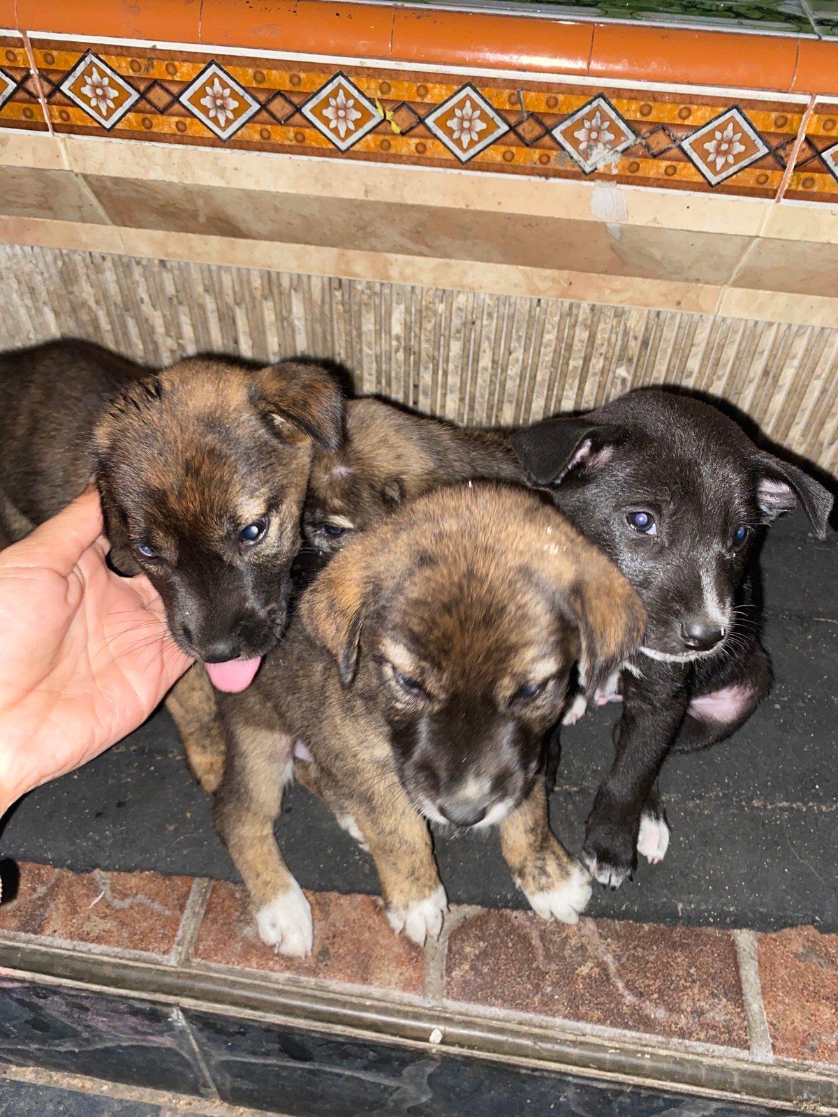Puppies and pirate decorations spotted in Tegallalang, Indonesia