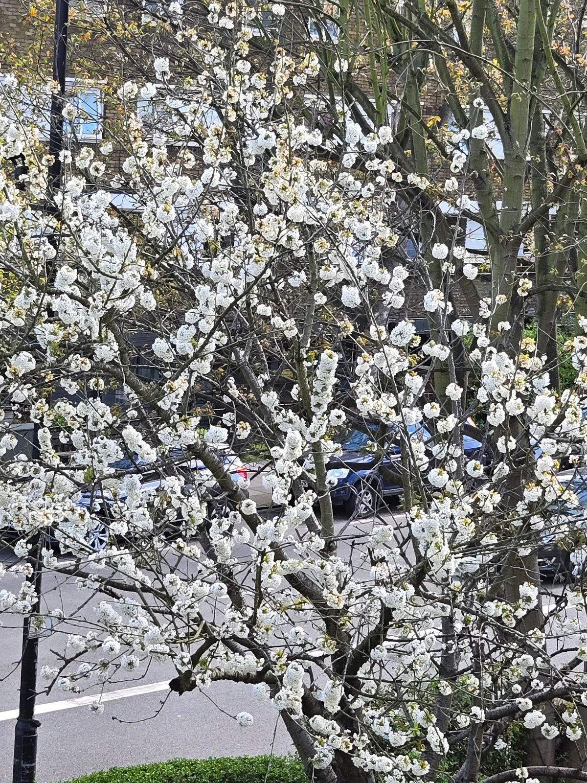Spring blooms observed on London street amid residential buildings