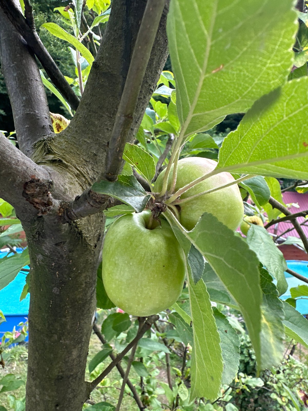 Pets napping and apples ripening on a Sochi summer morning