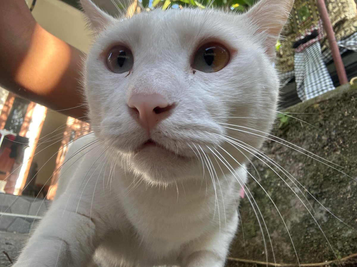 Heterochromic white cat hangs out in Sukawati, Bali
