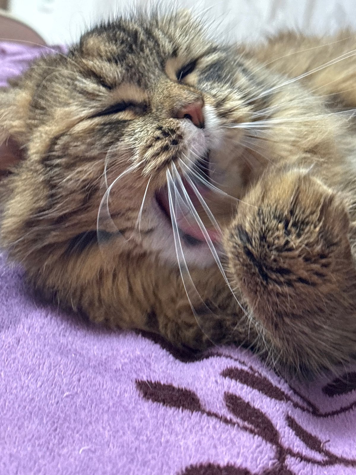 Tabby cat photographed in close-up portraits in Perm, Russia