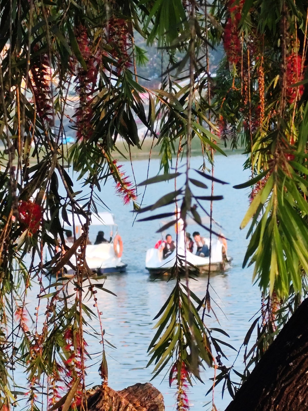 Peaceful morning recreation observed at Da Lat's Xuan Huong Lake