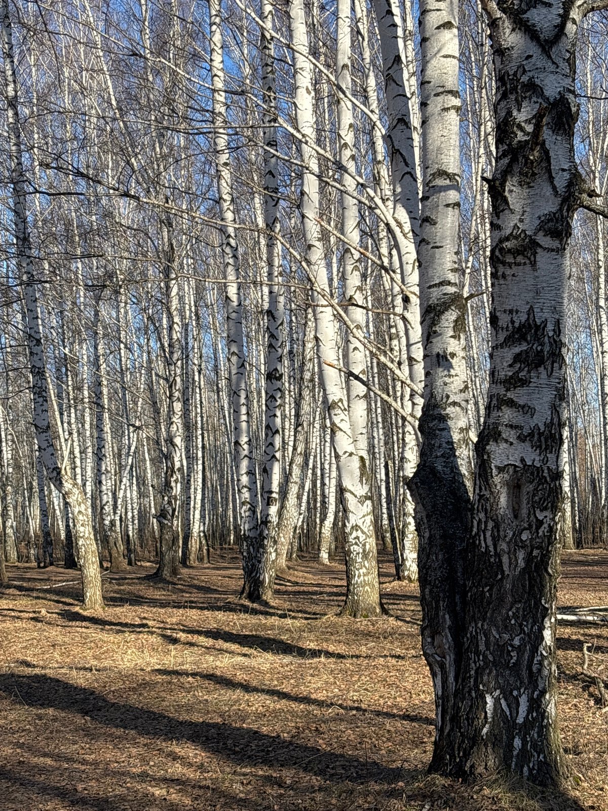 Spring morning moments captured in Chaikovsky birch forests