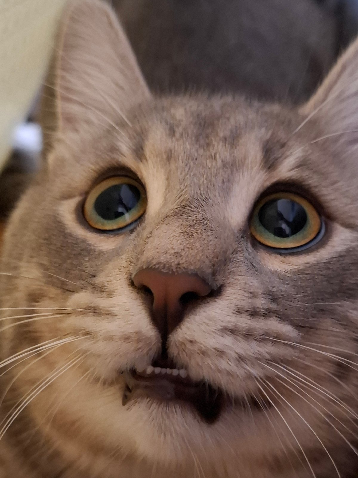 Gray tabby cat photographed in playful indoor session