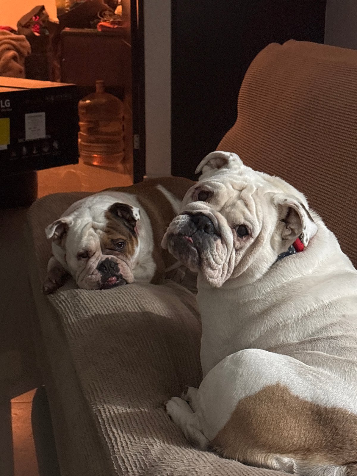 Two English Bulldogs rest together on couch in Mexico City