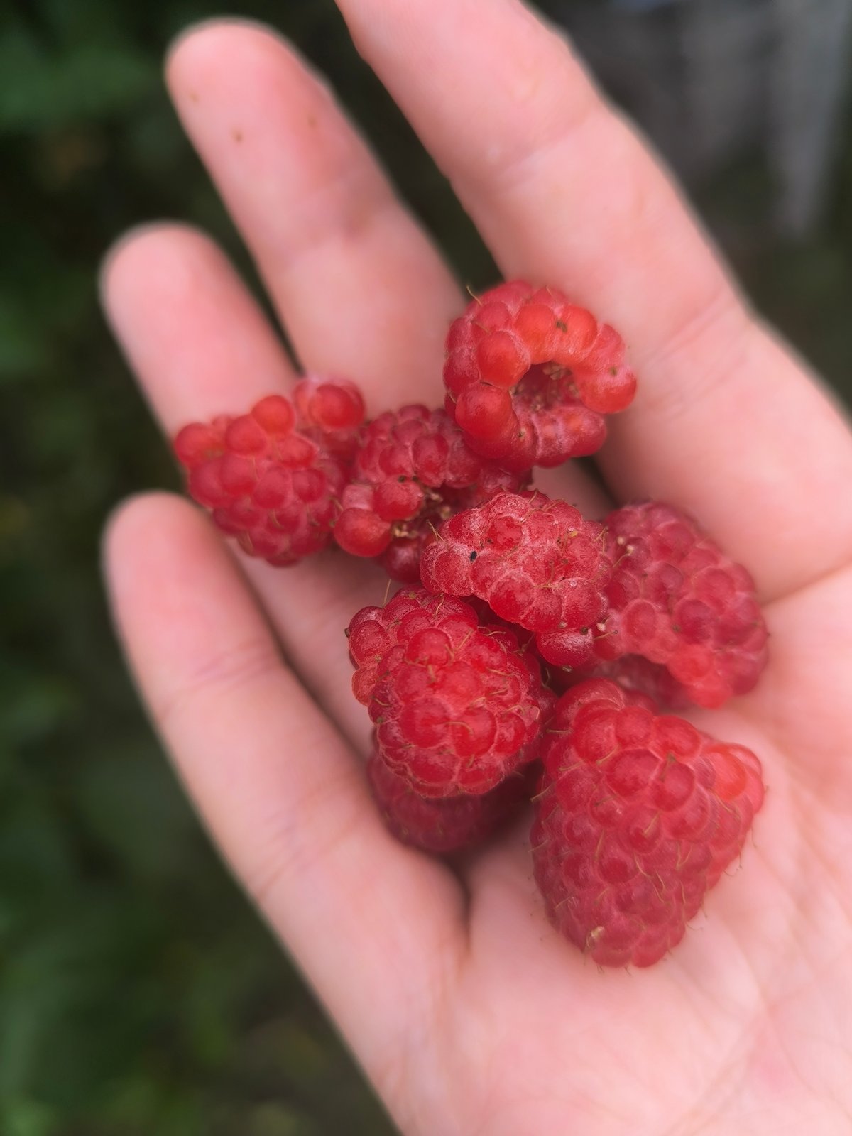 Ripe raspberries and garden greens in a Maiskii backyard