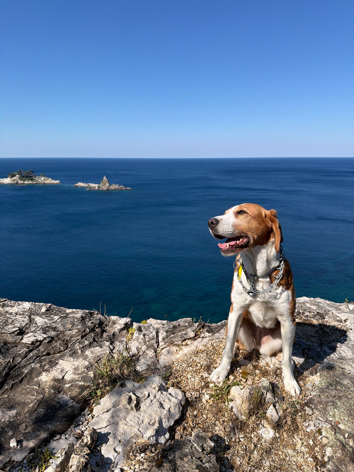 Dog spotted on seaside cliff in Montenegro
