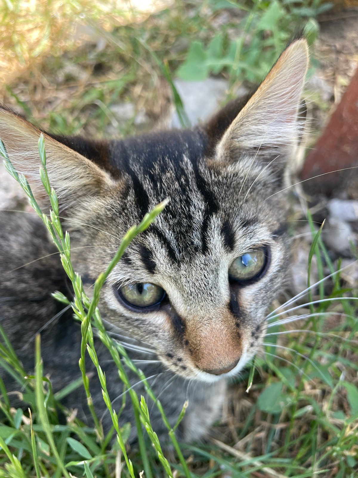 Tabby kitten and ripe gooseberries in a Moldovan yard