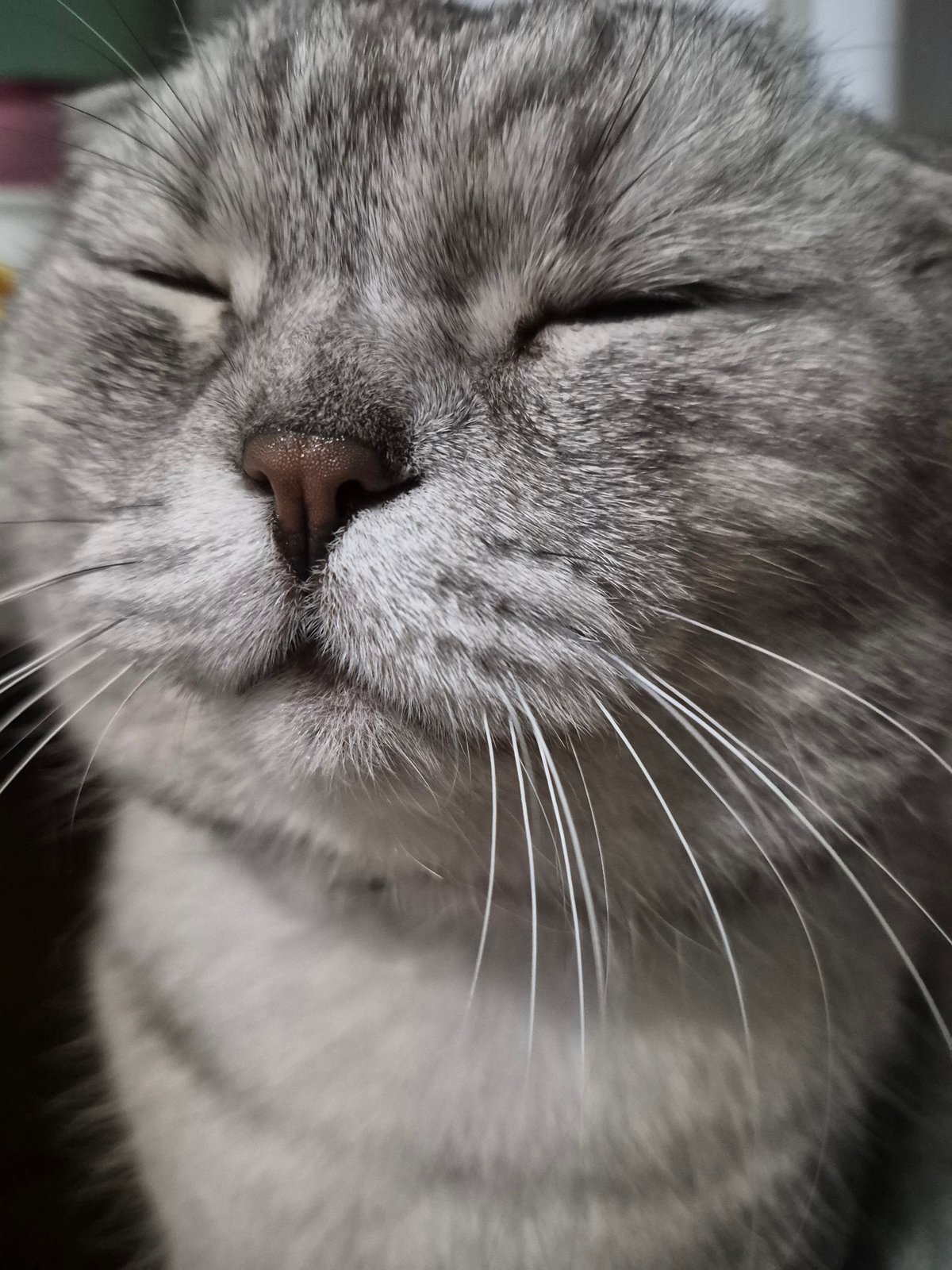 Grey tabby at rest, eyes closed, nose wet
