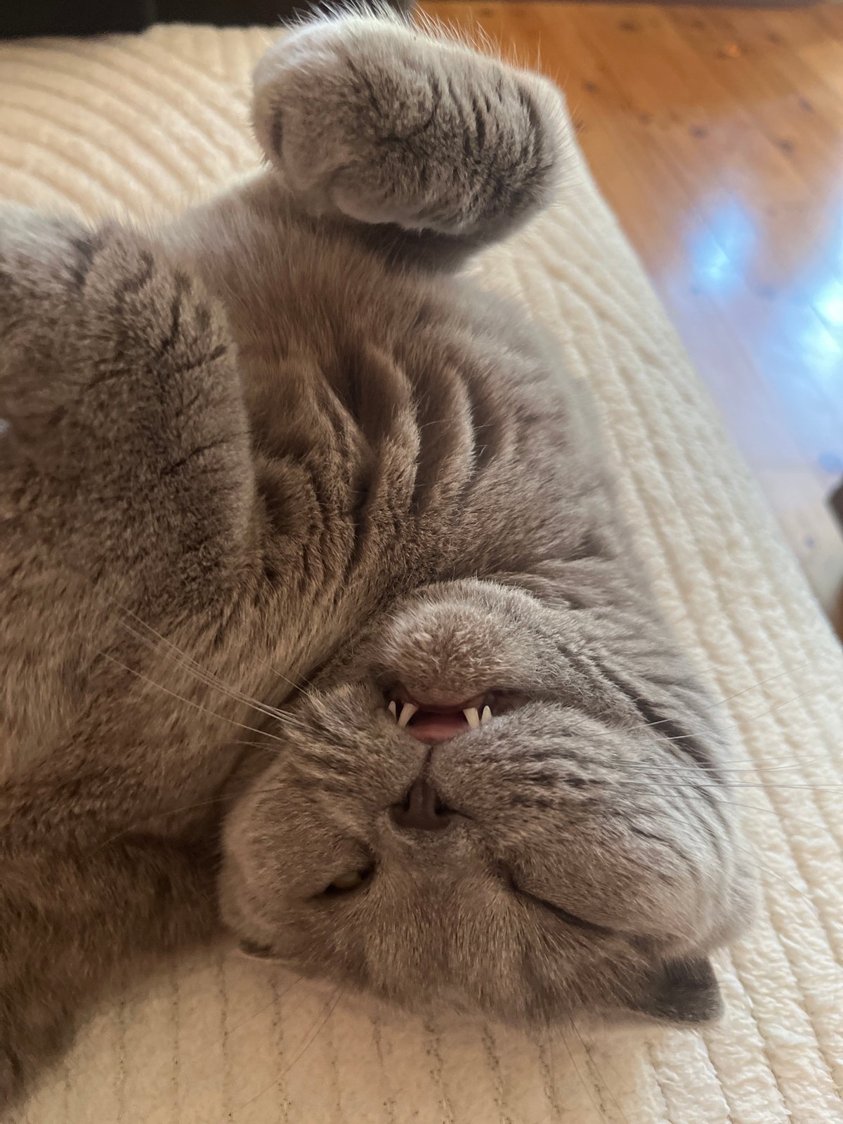 Gray cat deep in couch mode, Pazardzhik living room