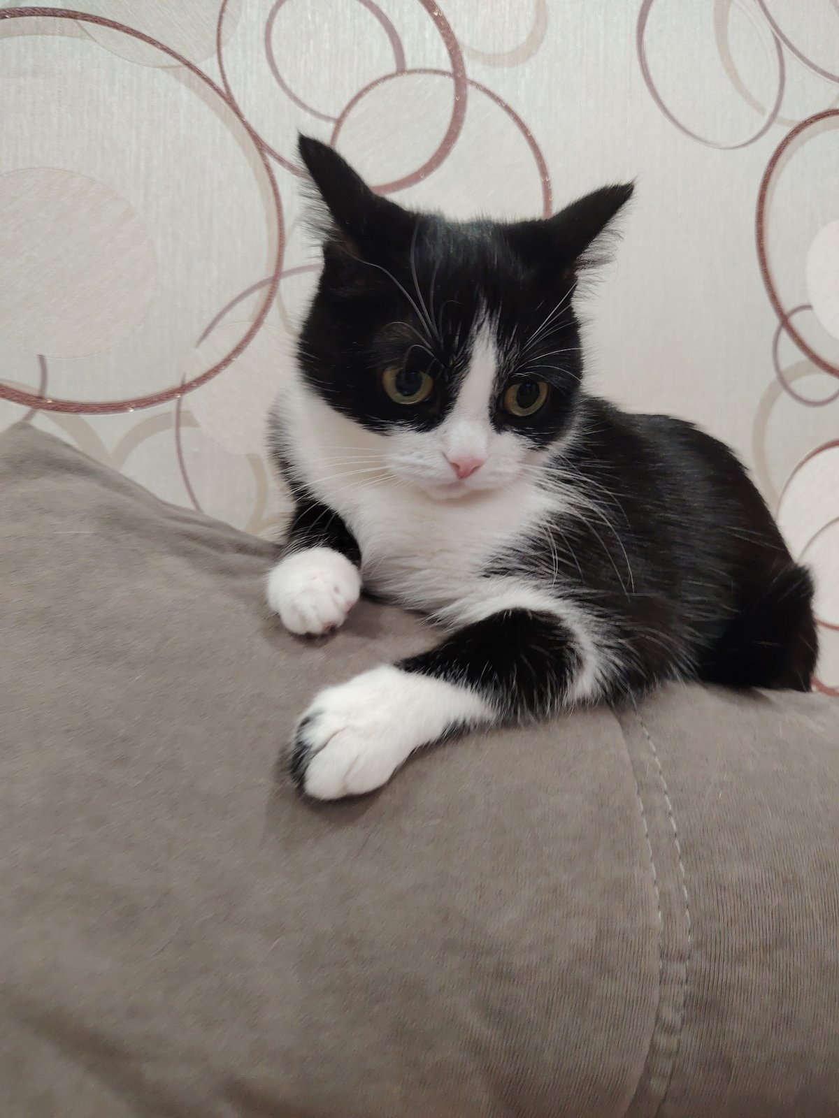 Cats at rest: a lazy afternoon in 30 frames