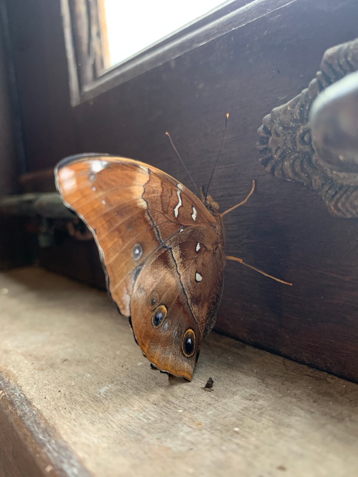 Morning wildlife encounters in บ้านบางรักษ์: butterfly feeding, sleepy cat