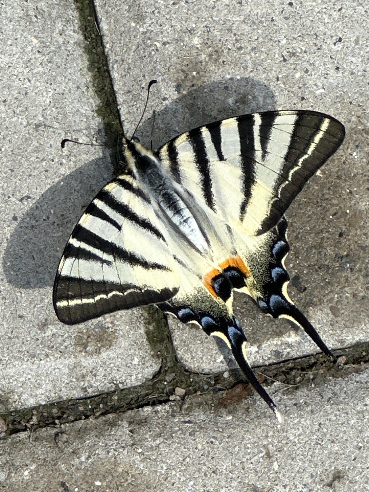Striped butterflies rest on wet brick pavement in Târgu Neamț