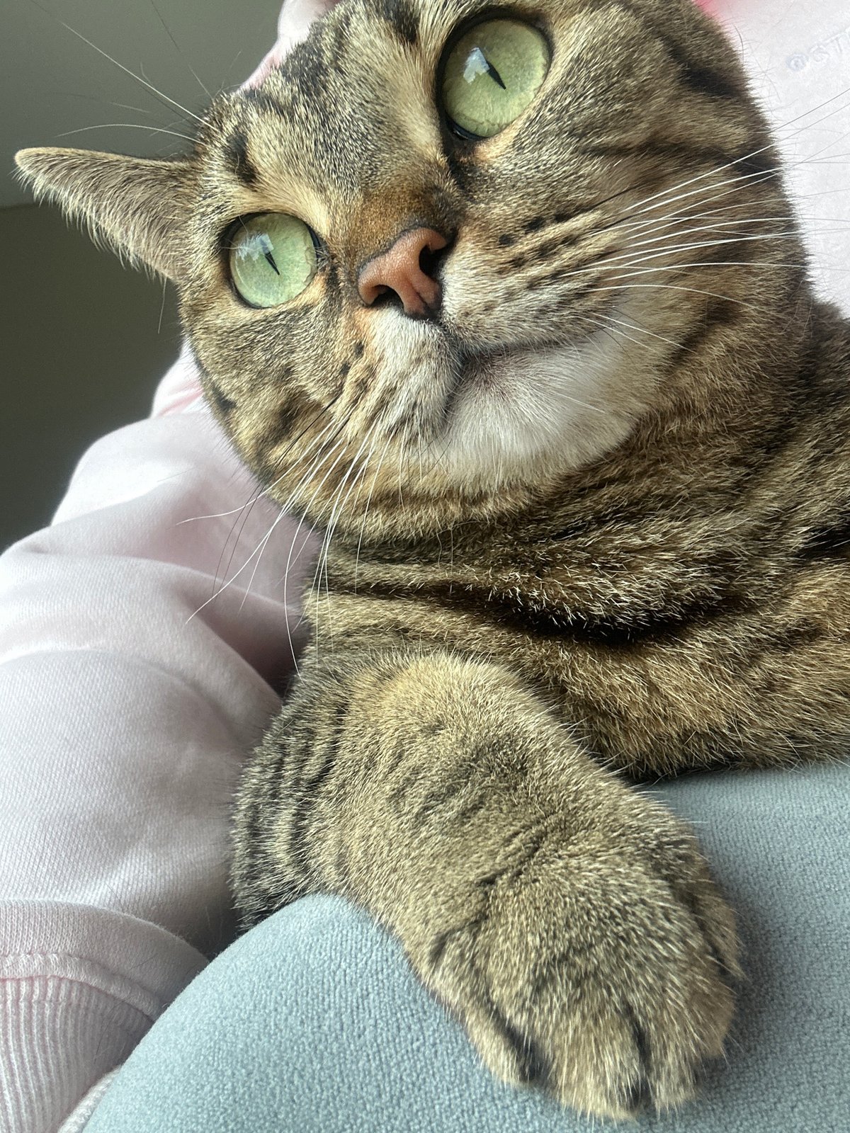 Brown tabby cat photographed resting indoors in Russia