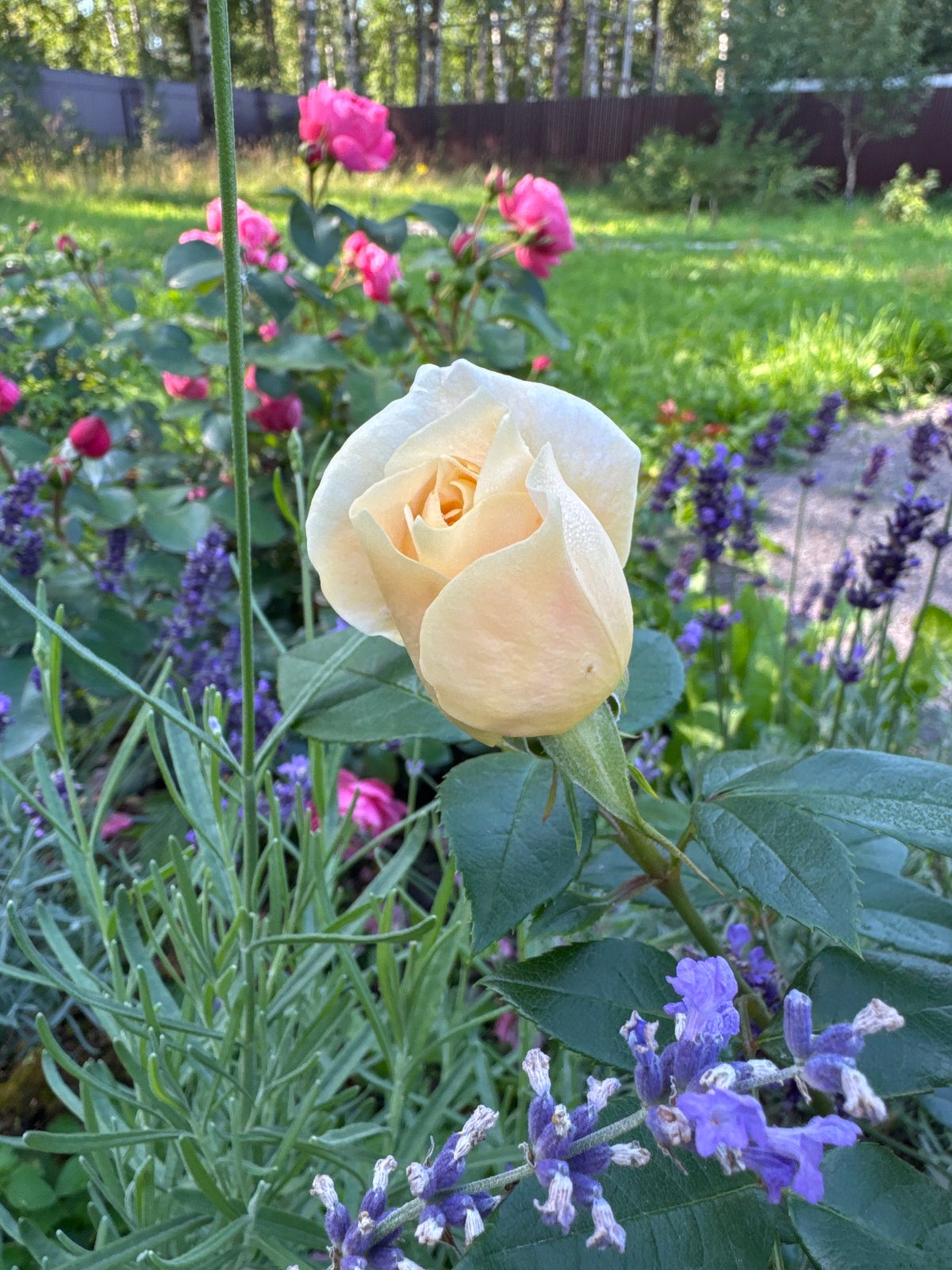 Dewy roses, lavender, and morning coffee in a Russian garden
