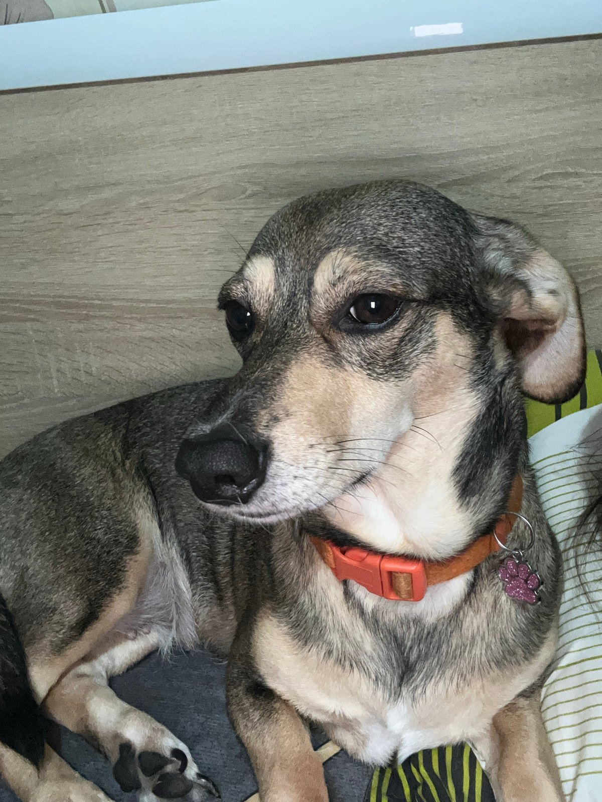 Orange-collared dog owns the couch, bed, and camera
